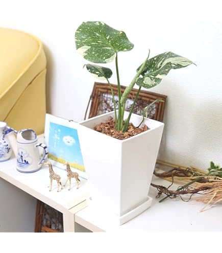 Amazon.co.jp: 大株 斑入りモンステラ ホワイトタイガー : ホーム